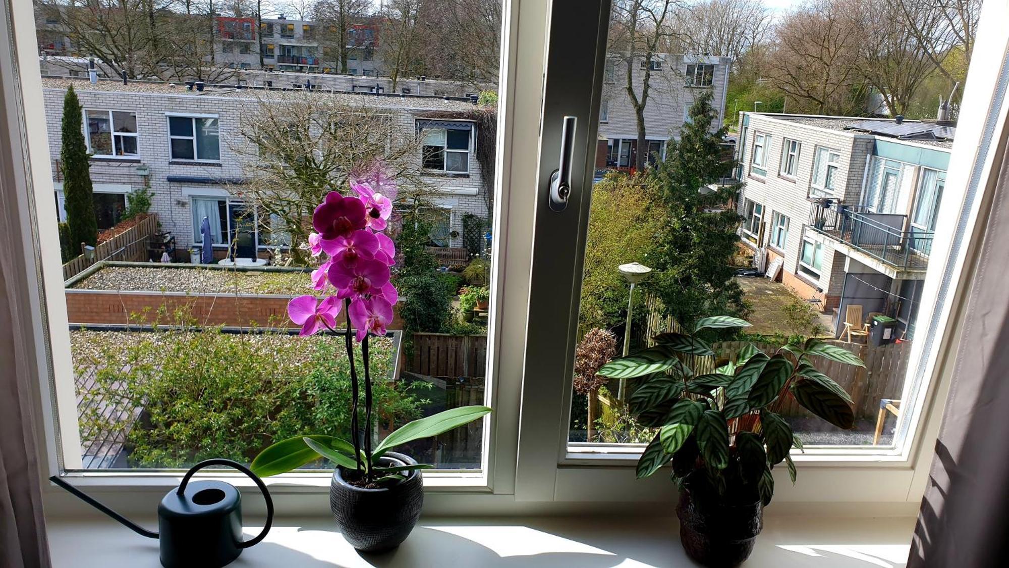 Amor Guesthouse Amsterdam Bagian luar foto